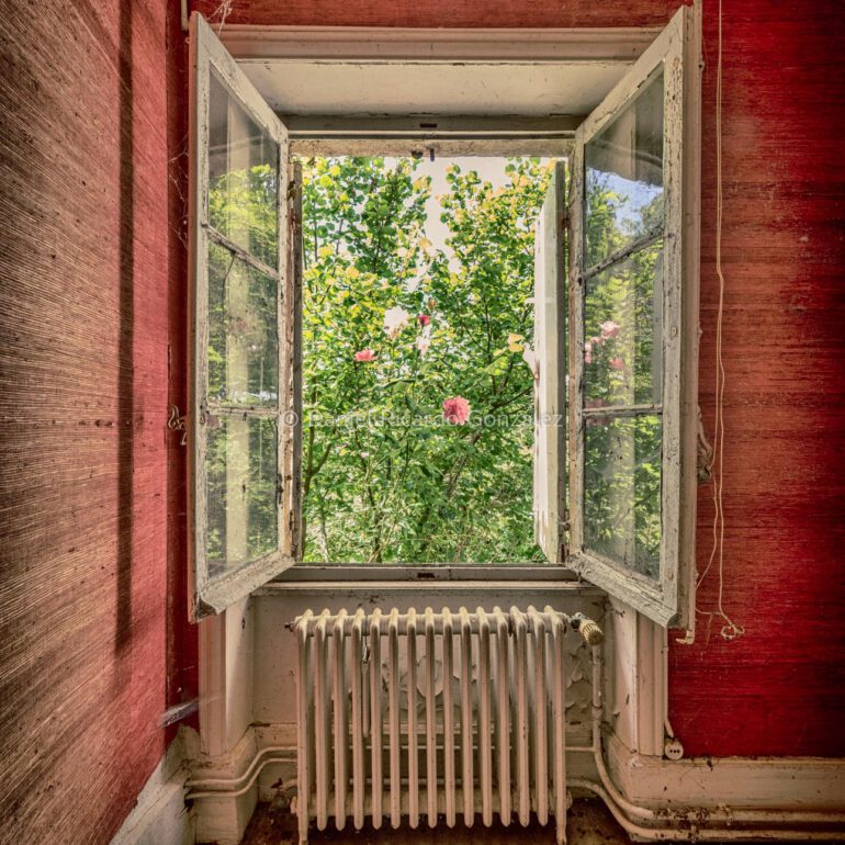 Sicht aus Fenster auf einen Rosenstock aus einem verlassenen Schlosses in Frankreich. Vue à travers la fenêtre d'un rosier d'un château abandonné en France.