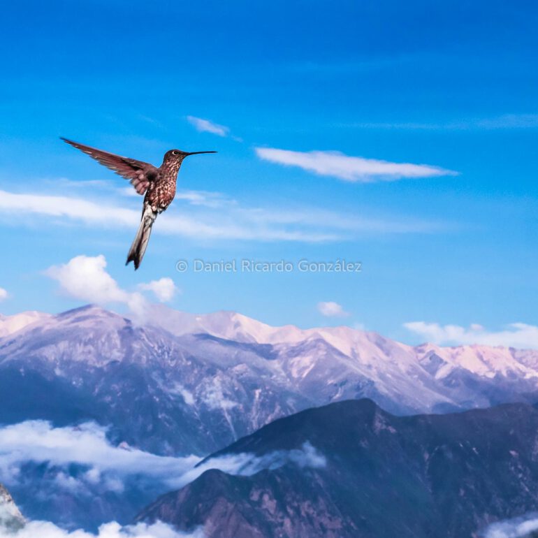 Colca-Schlucht Kolibri in Peru Anden Südamerika. Colca Canyon Hummingbird in Peru Andes South America