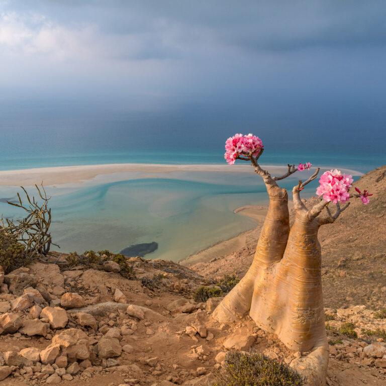 Sokotra – Fotografie von Daniel Ricardo González, Serie Sokotra | photograph from the series Socotra